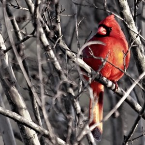 b1_gaines_wink_cardinal-in-winter http://cvcclub.wordpress.com/2009/02/06/2409-projection-winners/