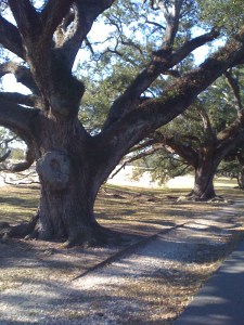 Audubon Oak