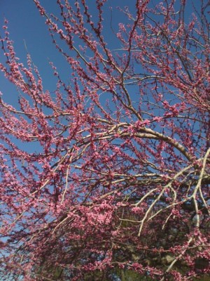 Redbud at Center St.