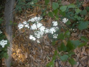 Bridal wreath