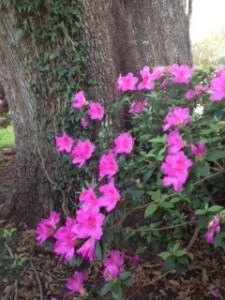Azaleas in my front yard