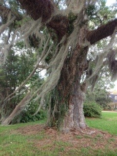 A mossy giant in my yard.