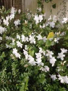 white azaleas
