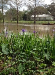 bayou iris