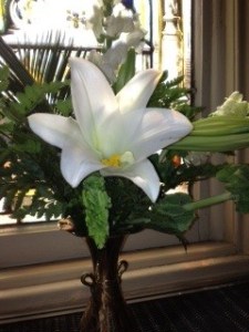 Easter lily
