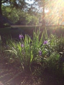 morning iris