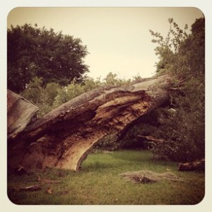 fallen tree1