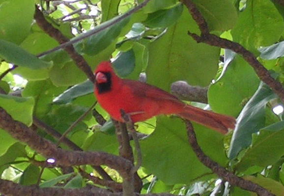 Northern_Cardinal_-_bird_(Cardinalis_cardinalis)