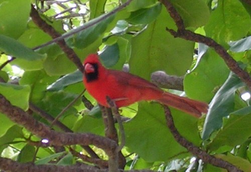 Northern_Cardinal_-_bird_(Cardinalis_cardinalis)