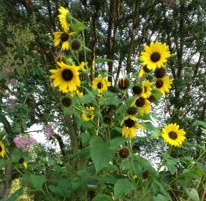 sunflowers