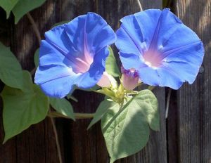 Ipomoea-indica
