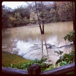 The bayou creeps closer and closer.  A view from our back deck.