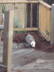 possum