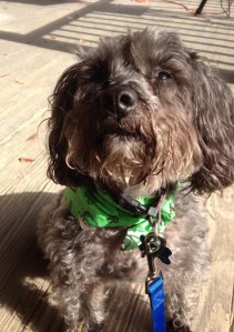 My schnoodle, Charlie, says "Happy St. Patrick's Day!"