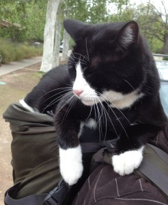 Critter relaxes atop his owner's backpack.