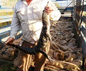 The first gator to be tossed.  Behind notice all the bags.  Each holds 1-2 baby alligators.