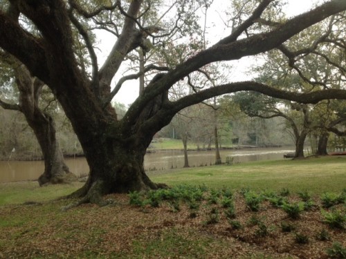Grandmother oak on Bayou Teche