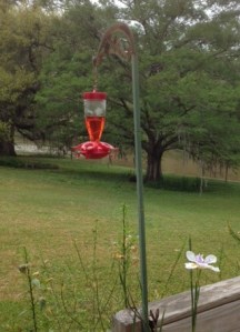 Hummingbird feeder