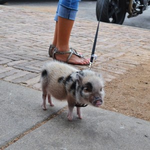 Three month old miniature potbelly pig