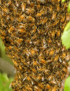 Image from Creative Commons 