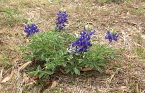 bluebonnet