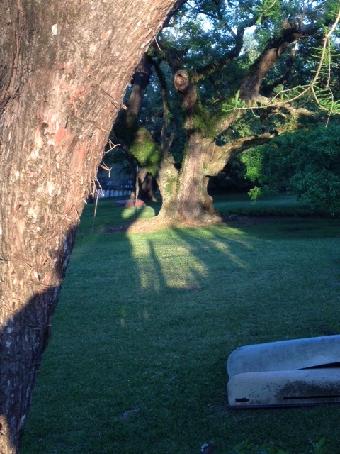 Setting sun elongates shadows and illuminates the grandmother oak.