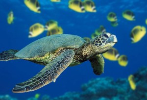 Green_Sea_Turtle_1