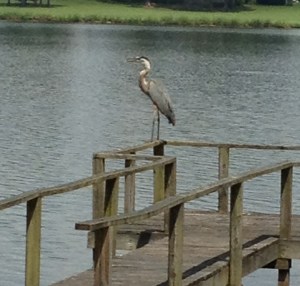 heron1