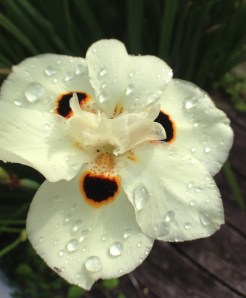 flower dew drops
