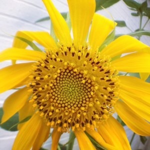 summer sunflower