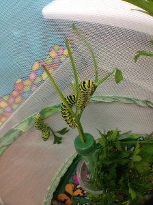 Three caterpillars fascinating to observe-- Future swallowtails.