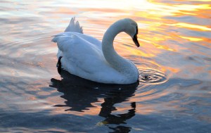 Swan Song, Creative Commons