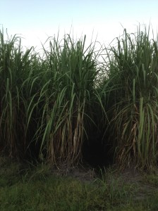 sugarcane 1