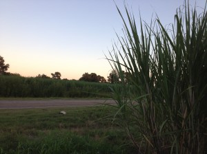 sugarcane 4