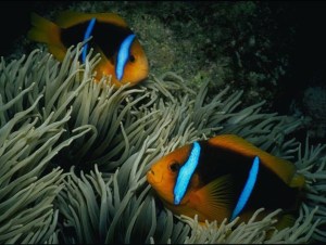  Chuck Savall  coral.org