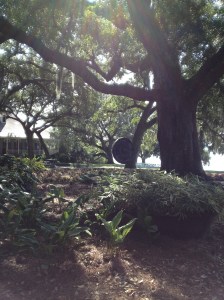 A huge gong hangs from an old oak tree.