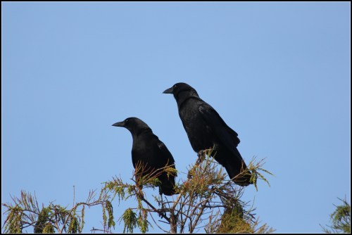 Photo from Wikimedia Commons. Click on image for link to original image.