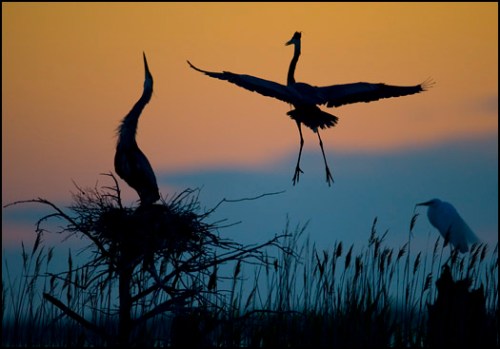 the homecoming by Kevin Fleming at Wild Delmarva