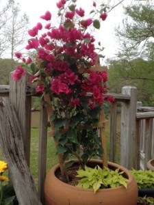 Red bougainvillea on my deck looking all perky and springy.