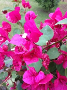 The actual flower of the bougainvillea is a small cluster of three white flowers in the center.