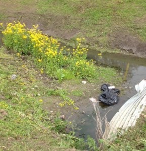 yellow top, butterweed