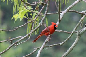 Cardinal photo by Chere Coen