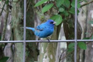 Indigo bunting photo by Chere Coen