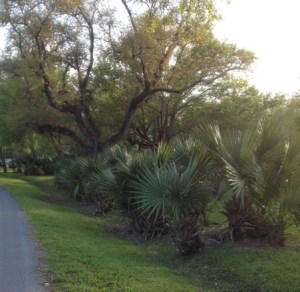Palms growing on Avery Island.