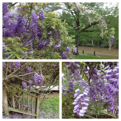 wisteria collage