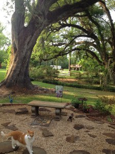 A draping oak at Belmont Plantation.  Photo by Vickie Sullivan.