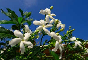 crape-jasmine-284603_640