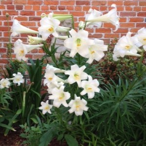 Easter Lilies