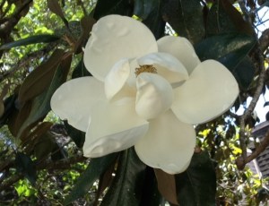 Magnolia, the Louisiana state flower.