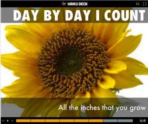 Vannisa Choka Sunflower